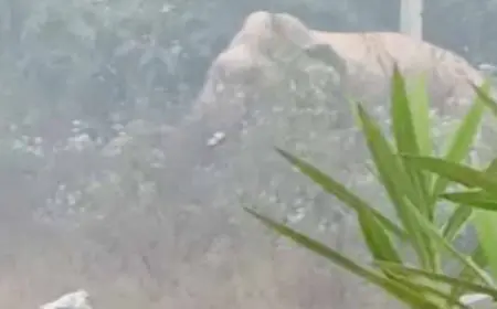 Chakulia Alert: हाथी आया, NH किनारे गजराज का डेरा, नयाग्राम में मचा हड़कंप, ग्रामीणों ने खदेड़ा