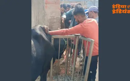 Chakradharpur Gate: गाय फंसी, मौत के मुंह से खींच लाए लोग, रेलवे के रिवॉल्विंग गेट ने बनाया खूनी फंदा स्कूल