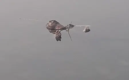 Saraikela Death: शव मिला, चाची के अंतिम संस्कार में गया भतीजा नदी में समाया, 5 दिन बाद खरकई ने उगला बूटन का शव