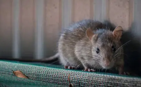 Ranchi Rats: गजब कांड, रांची पुलिस की कस्टडी से 1 करोड़ का गांजा गायब, चूहों ने खाया 200 किलो माल, अदालत भी हैरान, आरोपी बरी