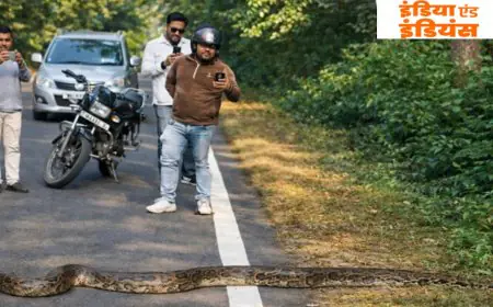 Chaibasa Python: भारी दहशत, चाईबासा में सड़क पर आया 9 फीट लंबा विशालकाय अजगर, थम गईं गाड़ियां, घंटों मचा रहा मौत का खौफ