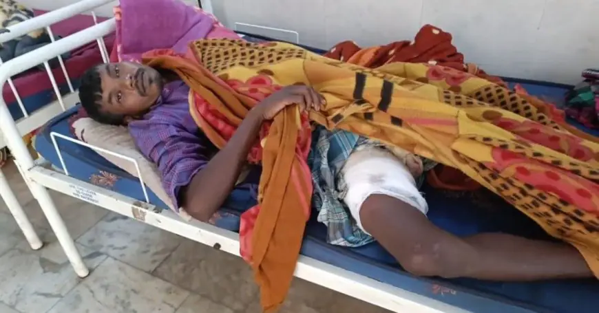 Chaibasa Bear Attack: मवेशी चराते युवक पर भालू का हमला, जान बचाने के लिए की खूनी झड़प