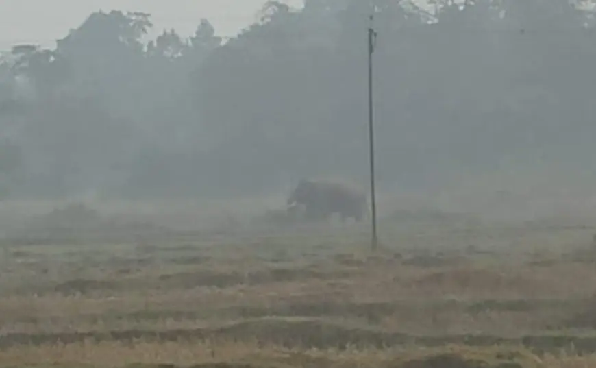 Jharkhand Alert: जंगल से गांव में घुसा हाथी, मांगे गए मशाल और पटाखे तुरंत