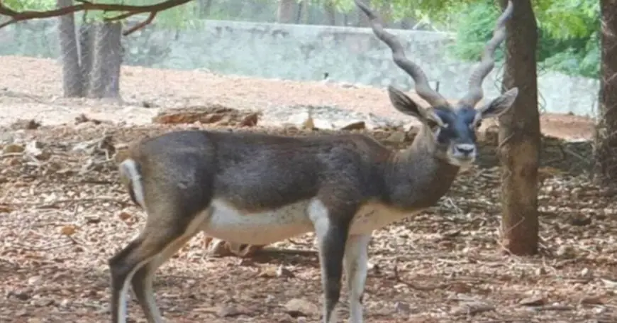 Jamshedpur Zoo: छह दिन में 10 काले हिरणों की रहस्यमय मौत, फैला घातक संक्रमण