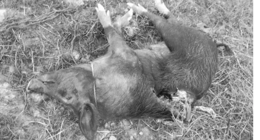 Chandil Attack: जंगली हाथी का अचानक हमला, ग्रामीणों के सूअर को बनाया शिकार और खेती की बर्बादी