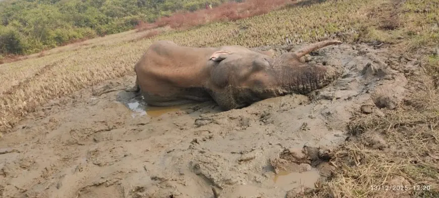 Saraikela Tragedy : जंगली हाथी दलदल में फंसा, कमजोरी के चलते तड़पा वन विभाग ने शुरू किया उपचार