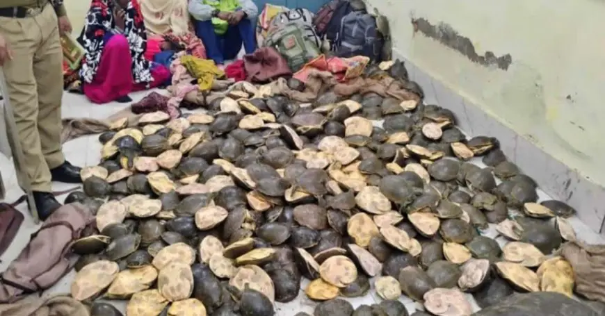 Sahibganj Strike: हजारों कछुए बरामद, ट्रेन के भीतर 22 बैगों में छिपा था खौफनाक राज, साहिबगंज में बड़ी कार्रवाई