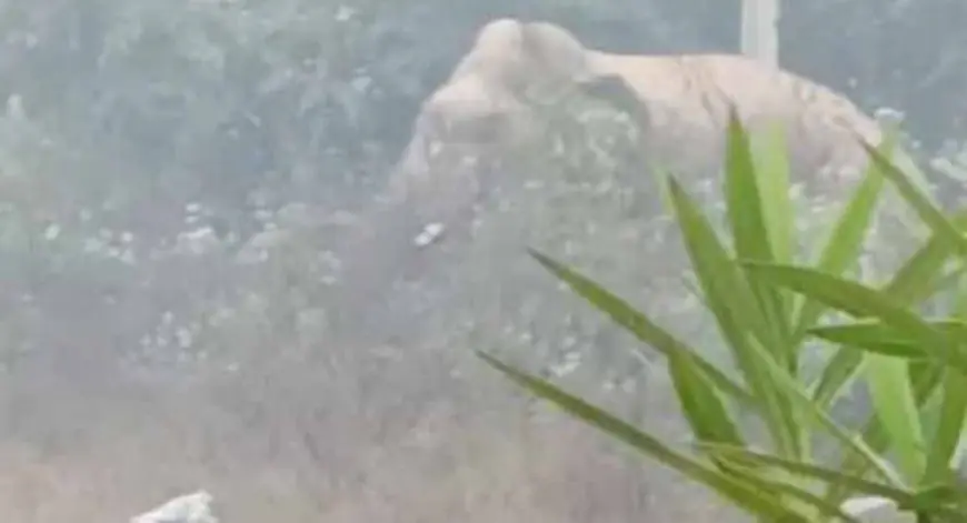 Chakulia Alert: हाथी आया, NH किनारे गजराज का डेरा, नयाग्राम में मचा हड़कंप, ग्रामीणों ने खदेड़ा