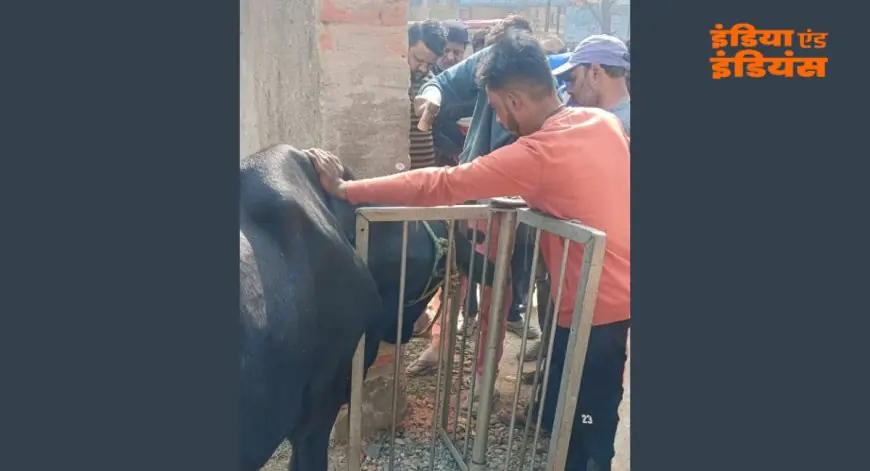 Chakradharpur Gate: गाय फंसी, मौत के मुंह से खींच लाए लोग, रेलवे के रिवॉल्विंग गेट ने बनाया खूनी फंदा स्कूल