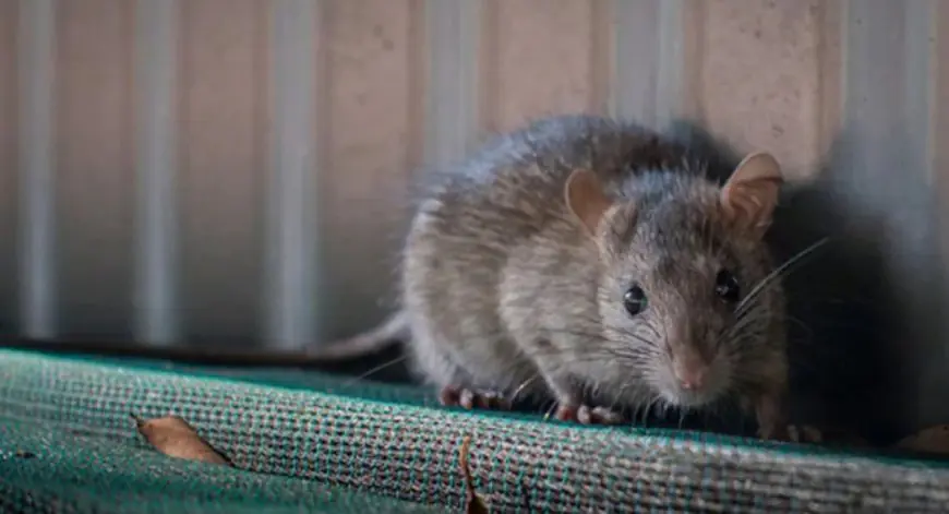 Ranchi Rats: गजब कांड, रांची पुलिस की कस्टडी से 1 करोड़ का गांजा गायब, चूहों ने खाया 200 किलो माल, अदालत भी हैरान, आरोपी बरी