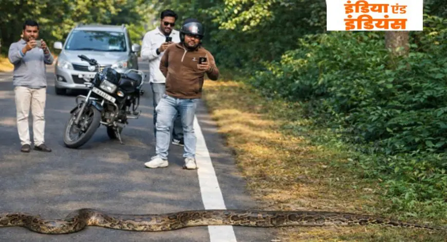 Chaibasa Python: भारी दहशत, चाईबासा में सड़क पर आया 9 फीट लंबा विशालकाय अजगर, थम गईं गाड़ियां, घंटों मचा रहा मौत का खौफ