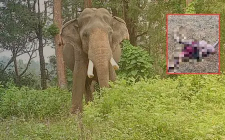 Goilkera Elephant: खूनी तांडव, गोइलकेरा में दंतैल हाथी का कहर, दूसरी रात भी एक महिला को पटककर मारा