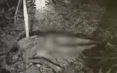 Chaibasa Tragedy: खूनी तांडव, चाईबासा में हाथी ने एक ही परिवार के 3 लोगों को कुचला, 6 दिनों में 9 मौतें