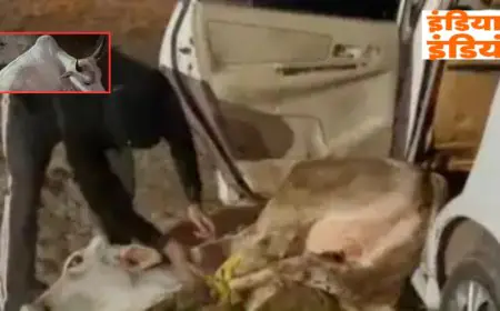 Potka Strike: बड़ी जब्ती, पोटका में बालू माफिया का खेल खत्म, लेडी अफसर ने अकेले घेरा अवैध हाइवा