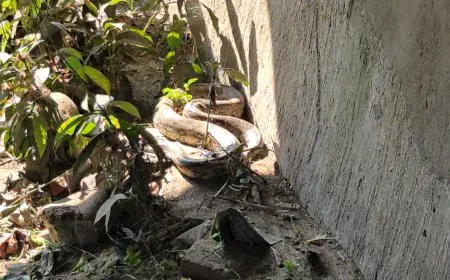 Birsanagar Python: विशाल अजगर, बिरसानगर पुलिया के पास निकला 7 फीट लंबा सांप, दहशत में आए लोग, रेस्क्यू का रोंगटे खड़े करने वाला वीडियो