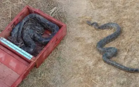 Giridih Python: खजाना समझकर घर लाया बक्सा, खोलते ही उड़े होश, अंदर से निकला 15 किलो का अजगर, देवरी में सनसनी