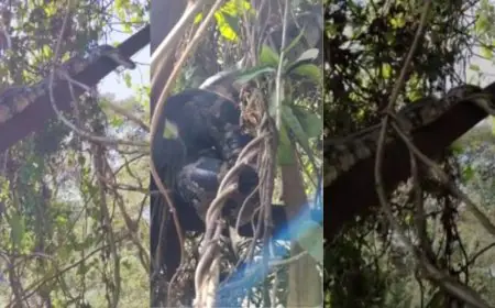 Jamshedpur Rescue: डीसी ऑफिस की दीवार पर अचानक निकला 6 फीट लंबा विशाल अजगर, मची भारी अफरा-तफरी, देखें कैसे हुआ रेस्क्यू