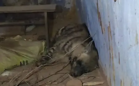 Ranchi Terror: सिल्ली के स्कूल में घुसा खूंखार लकड़बग्घा, क्लासरूम छोड़कर भागे मासूम, बच्चों की जान बचाने को शिक्षकों ने लगाया दांव