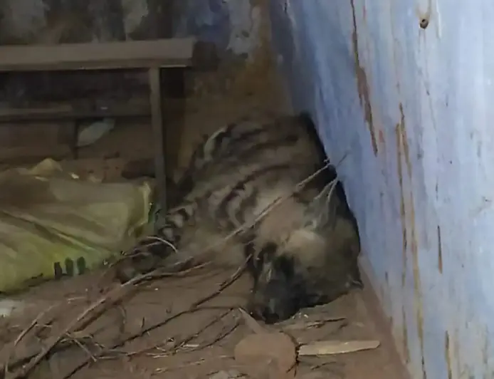 Ranchi Terror: सिल्ली के स्कूल में घुसा खूंखार लकड़बग्घा, क्लासरूम छोड़कर भागे मासूम, बच्चों की जान बचाने को शिक्षकों ने लगाया दांव