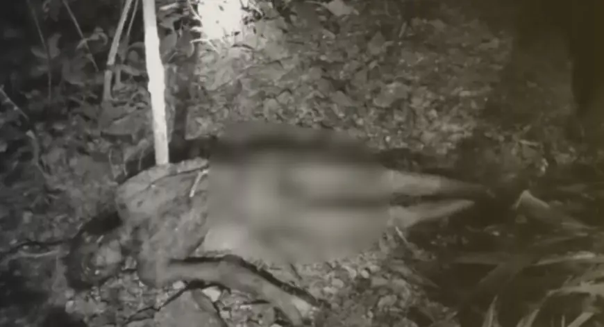 Chaibasa Tragedy: खूनी तांडव, चाईबासा में हाथी ने एक ही परिवार के 3 लोगों को कुचला, 6 दिनों में 9 मौतें