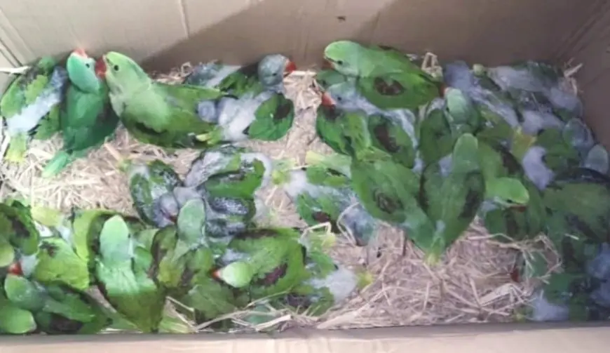 Parrot Smuggling: बड़ी कार्रवाई, साकची गोलचक्कर पर 100 तोते जब्त, कोलकाता से जुड़े तस्करी के तार, दो गिरफ्तार