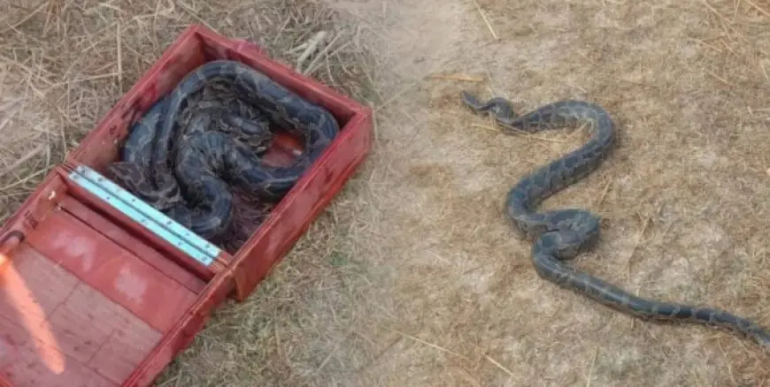 Giridih Python: खजाना समझकर घर लाया बक्सा, खोलते ही उड़े होश, अंदर से निकला 15 किलो का अजगर, देवरी में सनसनी