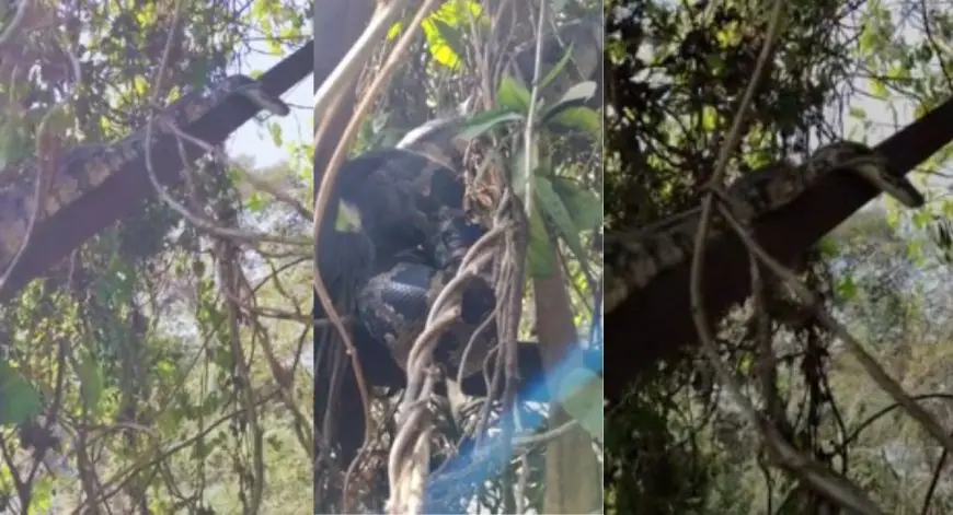 Jamshedpur Rescue: डीसी ऑफिस की दीवार पर अचानक निकला 6 फीट लंबा विशाल अजगर, मची भारी अफरा-तफरी, देखें कैसे हुआ रेस्क्यू