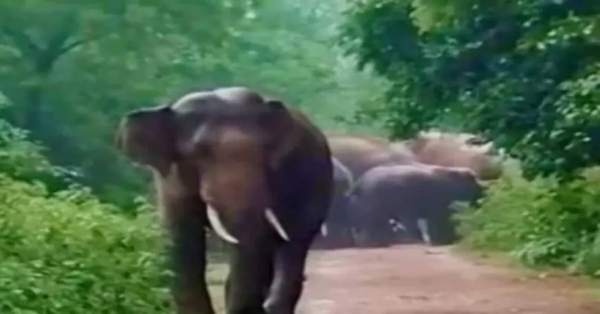 Bokaro Elephant: बोकारो में बेटे को बचाने के चक्कर में काल बना हाथी, गर्दन में दांत घुसाकर पिता को उतारा मौत के घाट, दरहाबेडा गांव में मची भयंकर तबाही