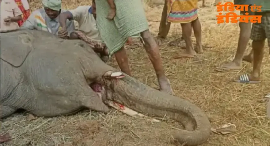 Chaibasa Horror: हाथियों की खूनी जंग में एक की मौत, मौके से कीमती हाथी दांत गायब होने से वन विभाग में हड़कंप, चाईबासा के जंगलों में तस्करों की आहट