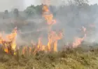 Galudih Fire: बाघबिंदा के जंगलों में भड़की भीषण आग, धू-धू कर जले सैकड़ों पेड़-पौधे, काजू के बागानों पर मंडराया भारी खतरा