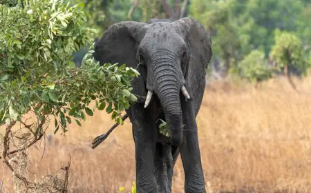 Elephant Terror: पश्चिमी सिंहभूम में पागल दंतैल हाथी का खूनी तांडव, आधी रात को आधा दर्जन गांवों में मचाया कोहराम