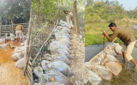 Chaibasa Raid: मझगांव और बंदगांव में उत्पाद विभाग का महाधमाका, 3000 किलो जावा महुआ बरामद, जमीन खोदकर छिपाई शराब निकाली बाहर