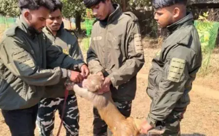 Bahragora Rescue: 80 लोगों को लहूलुहान करने वाला 'आतंकी' बंदर गिरफ्तार, वन विभाग ने बिछाया जाल और खत्म हुआ 3 महीने का खौफ