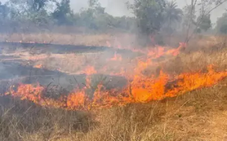 Chakulia Fire: मौरबेड़ा के जंगलों में भड़की भीषण आग, गांव की ओर बढ़ती लपटों ने मचाई तबाही, ग्रामीणों और वन विभाग ने ऐसे टाला बड़ा हादसा