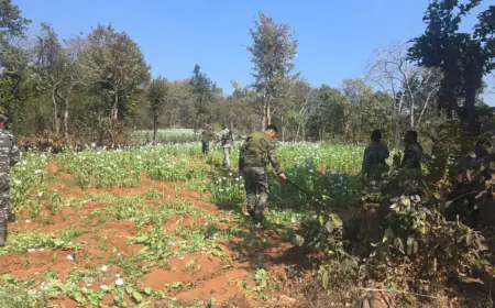 Hazaribagh  Raid: 10 एकड़ में लहलहा रही थी 'सफेद मौत', चौपारण के जंगलों में पुलिस ने ड्रोन से ढूंढ निकाला अफीम का साम्राज्य