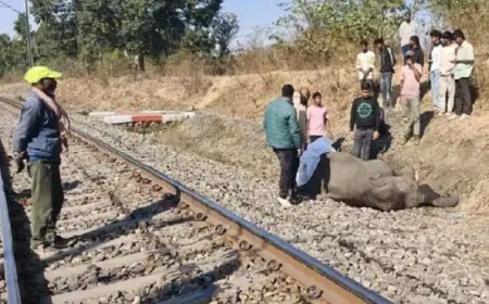 Latehar Horror: चंदवा में ट्रेन से टकराकर हाथी के बच्चे की दर्दनाक मौत, मां के ममतामयी पहरे के आगे बेबस दिखा सिस्टम, 12 घंटे ठप रहा रेलखंड