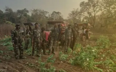 Palamu Raid: पलामू में अफीम के काले साम्राज्य पर पुलिसिया प्रहार, 8 ट्रैक्टरों से 15 एकड़ की फसल रौंदी