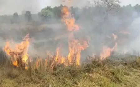 Galudih Fire: बाघबिंदा के जंगलों में भड़की भीषण आग, धू-धू कर जले सैकड़ों पेड़-पौधे, काजू के बागानों पर मंडराया भारी खतरा