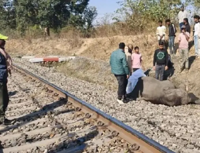 Latehar Horror: चंदवा में ट्रेन से टकराकर हाथी के बच्चे की दर्दनाक मौत, मां के ममतामयी पहरे के आगे बेबस दिखा सिस्टम, 12 घंटे ठप रहा रेलखंड