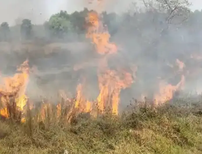 Galudih Fire: बाघबिंदा के जंगलों में भड़की भीषण आग, धू-धू कर जले सैकड़ों पेड़-पौधे, काजू के बागानों पर मंडराया भारी खतरा