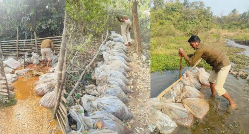 Chaibasa Raid: मझगांव और बंदगांव में उत्पाद विभाग का महाधमाका, 3000 किलो जावा महुआ बरामद, जमीन खोदकर छिपाई शराब निकाली बाहर