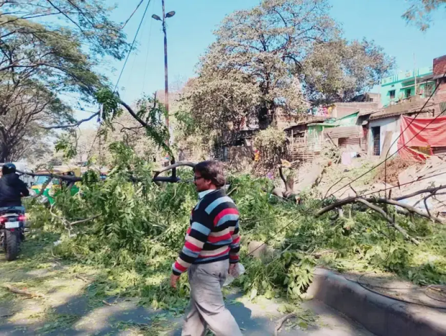 Burmamines Chaos: गाड़ाबासा में भरभराकर गिरा विशाल पुराना पेड़, मची भारी अफरा-तफरी, बाल-बाल बची राहगीरों की जान, बर्मामाइंस-साकची मार्ग पूरी तरह ठप