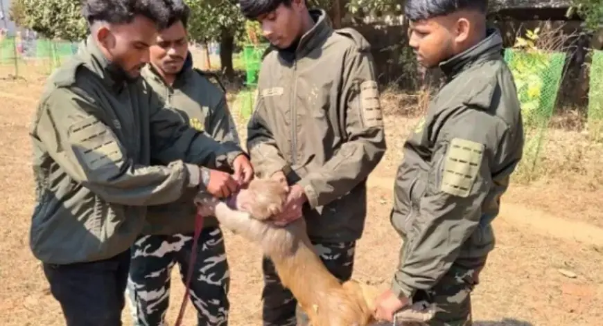 Bahragora Rescue: 80 लोगों को लहूलुहान करने वाला 'आतंकी' बंदर गिरफ्तार, वन विभाग ने बिछाया जाल और खत्म हुआ 3 महीने का खौफ
