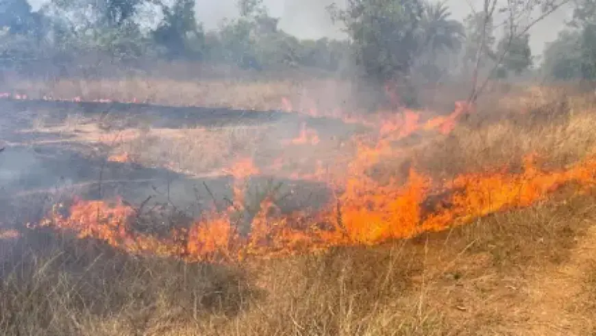 Chakulia Fire: मौरबेड़ा के जंगलों में भड़की भीषण आग, गांव की ओर बढ़ती लपटों ने मचाई तबाही, ग्रामीणों और वन विभाग ने ऐसे टाला बड़ा हादसा