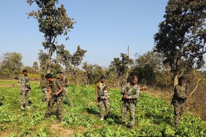 Palamu Drug Strike: जंगल में सफेद जहर की खेती पर पुलिस का सर्जिकल स्ट्राइक, 6 एकड़ अफीम की फसल राख