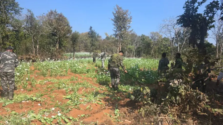 Hazaribagh  Raid: 10 एकड़ में लहलहा रही थी 'सफेद मौत', चौपारण के जंगलों में पुलिस ने ड्रोन से ढूंढ निकाला अफीम का साम्राज्य