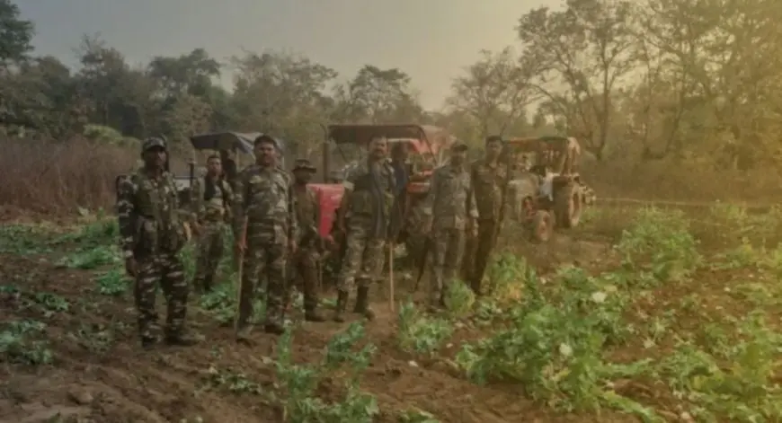 Palamu Raid: पलामू में अफीम के काले साम्राज्य पर पुलिसिया प्रहार, 8 ट्रैक्टरों से 15 एकड़ की फसल रौंदी