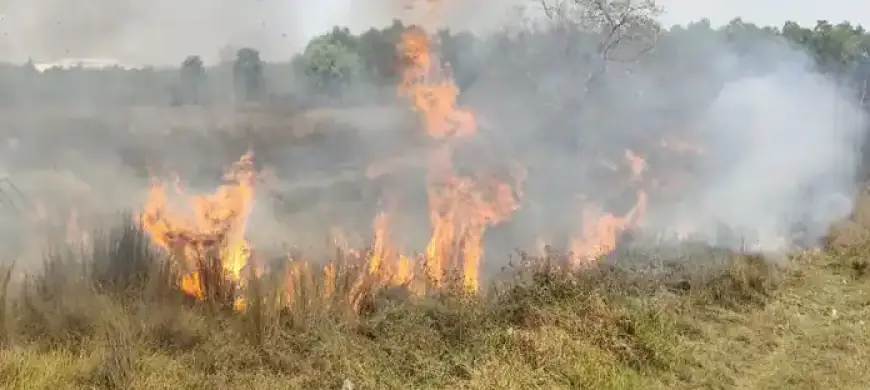 Galudih Fire: बाघबिंदा के जंगलों में भड़की भीषण आग, धू-धू कर जले सैकड़ों पेड़-पौधे, काजू के बागानों पर मंडराया भारी खतरा
