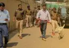 Ranchi Terror :  रांची पासपोर्ट ऑफिस को उड़ाने की धमकी, गैलेक्सिया मॉल में मचा हड़कंप, भारी पुलिस बल और डॉग स्क्वायड तैनात