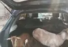 Jamshedpur Goat Theft: जमशेदपुर में कार से बकरियां उड़ा ले गया गिरोह, हाईवा से टकराई गाड़ी और खुल गया सारा राज